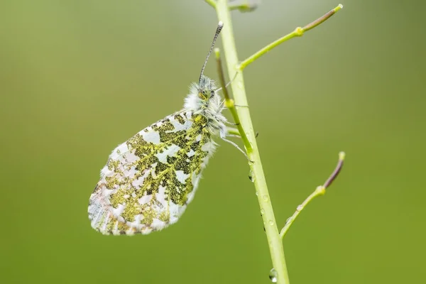 Orange tip butterfly — Stock Photo, Image