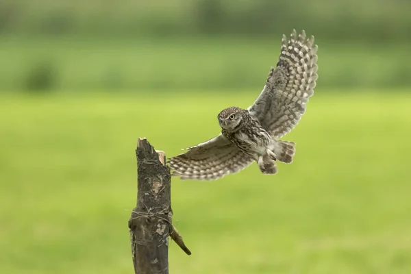 Petite chouette, Athene noctua, oiseau de proie en vol — Photo