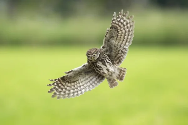 Petite chouette, Athene noctua, oiseau de proie en vol — Photo