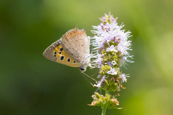 Small or common copper butterfly lycaena phlaeas closeup — Stock Photo, Image