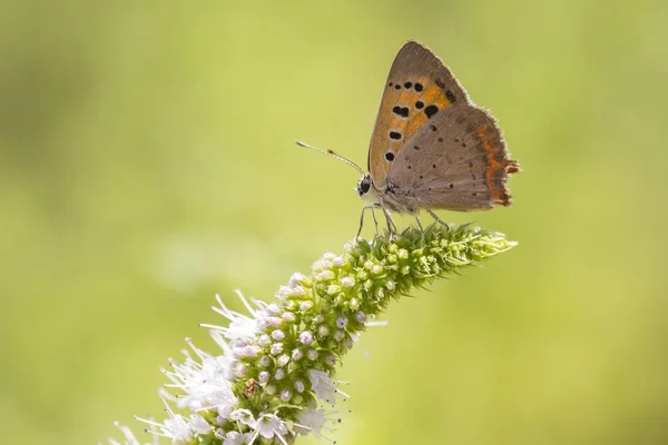 Small or common copper butterfly lycaena phlaeas closeup — Stock Photo, Image