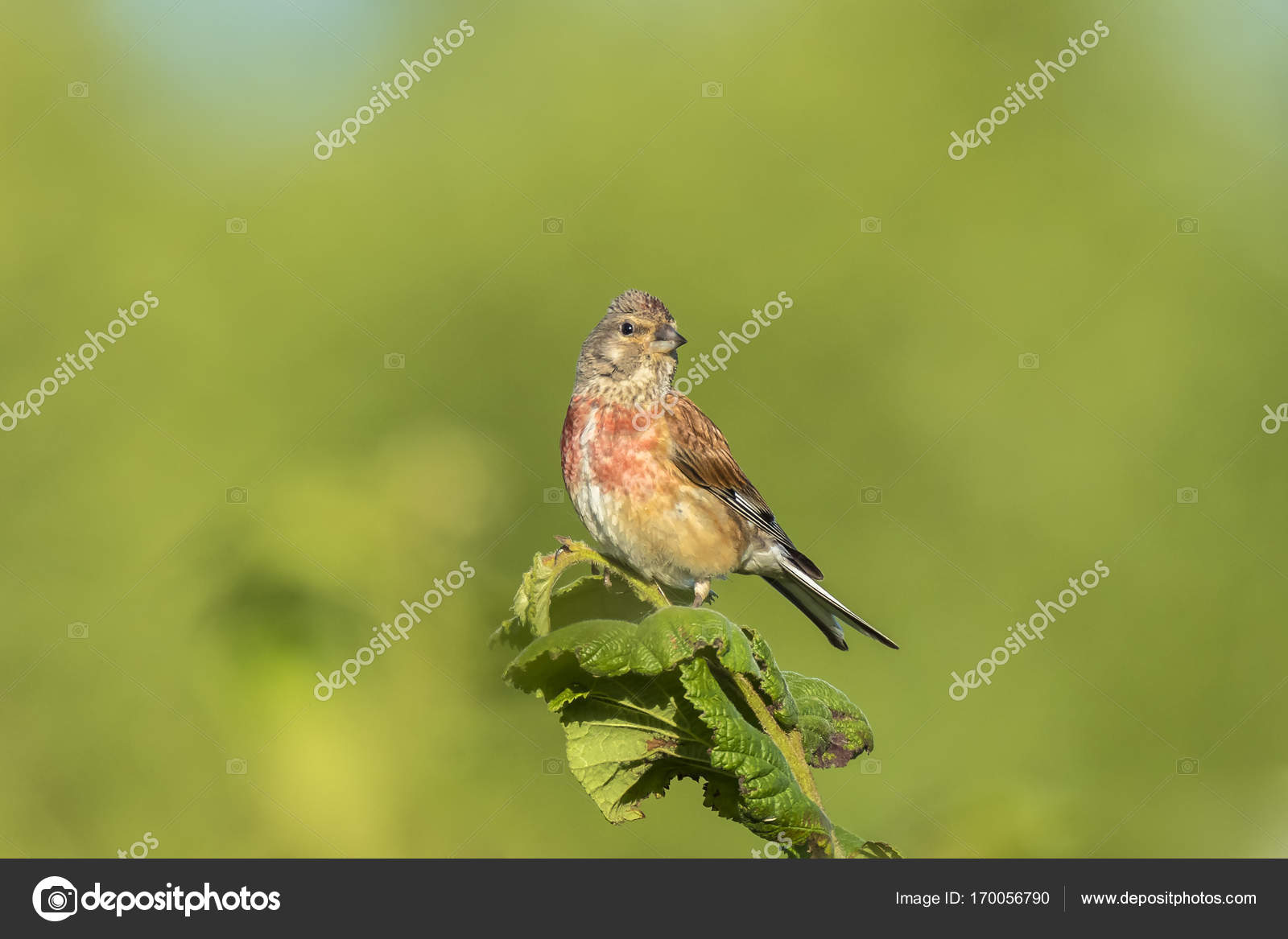 Oiseau Linotte Mélodieuse Mâle Avec La Gorge Rouge