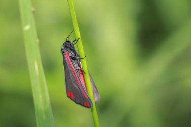 Cinnabar güvesi (Tyria jacobaeae)