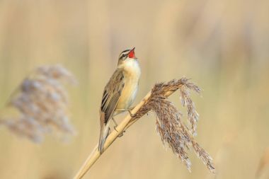 Kındıra kamışçını, kuş türü schoenobaenus, kuş tünemiş şarkı 