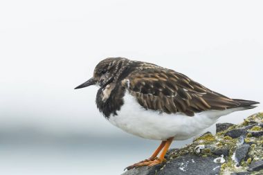 Closeup Rubby turnstone Arenaria interpres yürüyen kuş için bir