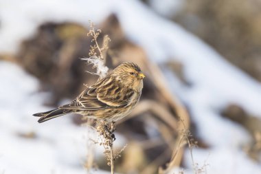 Sarı gagalı keten kuşu (Carduelis flavirostris) kuş portre