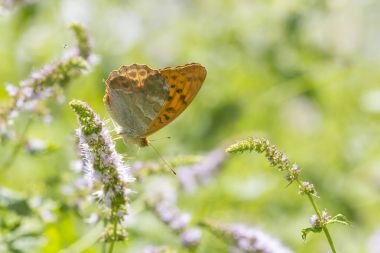 Gümüş yıkanmış fritillary kelebek Argynnis paphia portre