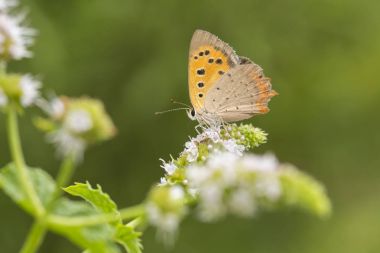 Küçük ya da ortak bakır kelebek lycaena phlaeas portre