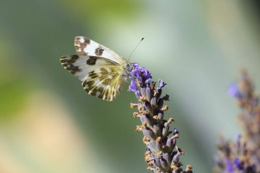 Doğu banyo beyaz, Pontia edusa, kelebek lavanta üzerinde besleme