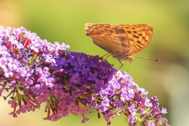 Besleme fritillary (Argynnis paphia) gümüş yıkanmış kelebek 