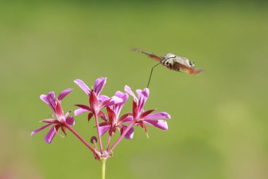 sinek kuşu Şahin-güve Macroglossum stellatarum üzerinde pembe f besleme