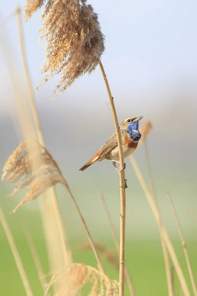 Blaukehlchen-Männchen (Luscinia svecica cyanecula) singen während — Stockfoto