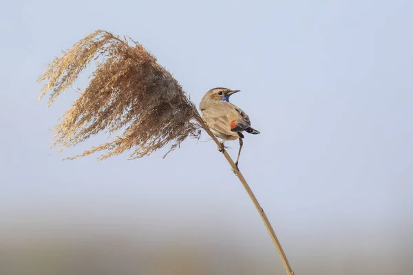 Samca Podróżniczek (Luscinia svecica cyanecula) śpiew podczas — Zdjęcie stockowe