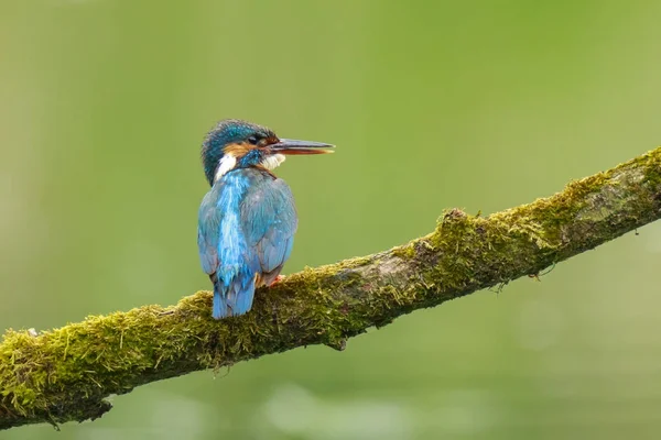 Крупним планом зимородок Alcedo atthis — стокове фото