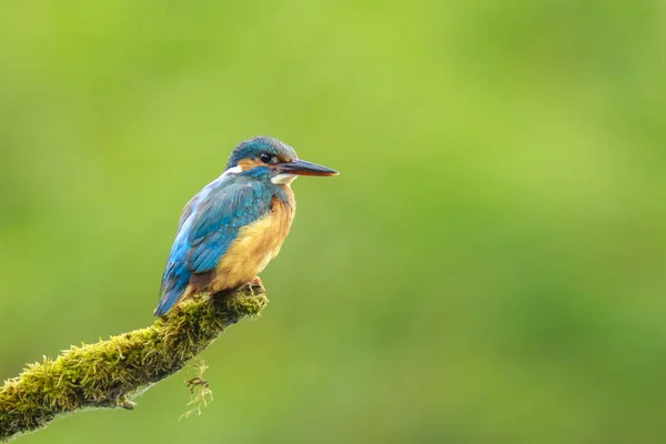 Primer plano de un pescador real Alcedo en este — Foto de Stock