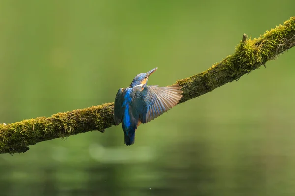 Gros plan d'un Kingfisher Alcedo à ce poisson mangeur — Photo
