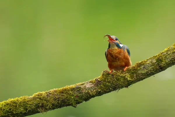 Närbild av en kungsfiskare Alcedo atthis äta fisk — Stockfoto