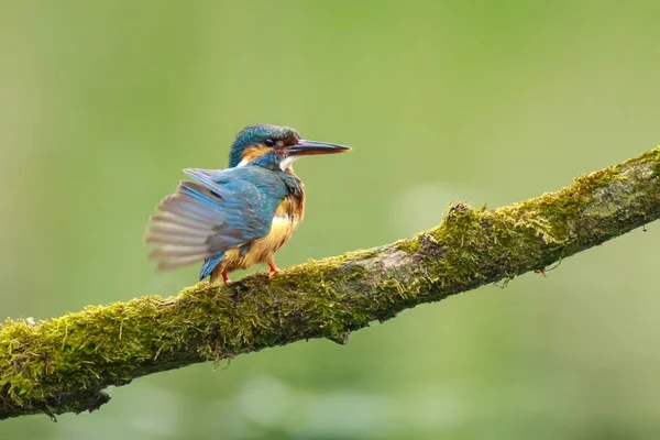 Fechar-se de um Kingfisher Alcedo neste preening — Fotografia de Stock