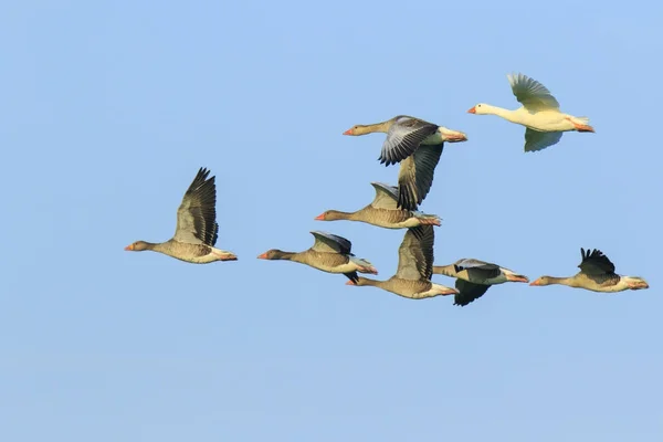 Greylag geese (Anser Anser) migrating — Stock Photo, Image