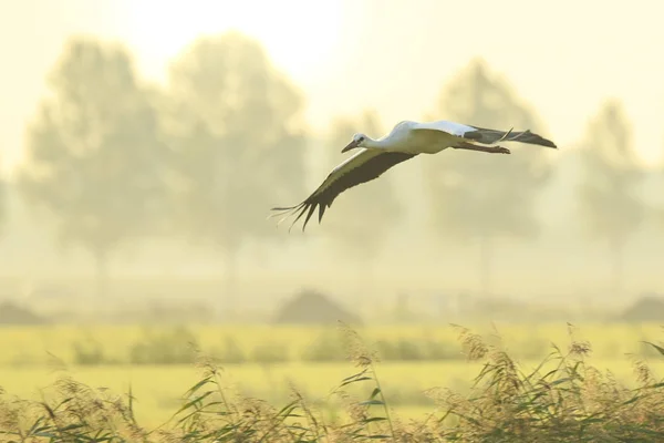 Ciconia Ciconia čáp v letu, přistání na zemědělské půdě na západ slunce — Stock fotografie