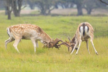 Azgın sezonunda mücadele alageyik, Dama Dama,.