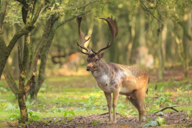 Büyük boynuzlu bir ormanda yürüyüş büyük alageyik geyik