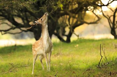 Erkek sunsrise sırasında yiyecek arama alageyik, Dama Dama,.