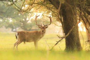 Erkek sunsrise sırasında yiyecek arama alageyik, Dama Dama,.