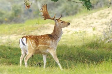 Bir ormanda yürüyüş büyük geyik boynuzu ile büyük alageyik buck