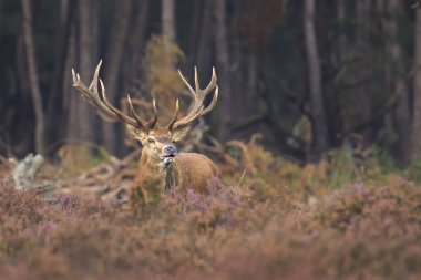 Kızıl geyik bir ormanda sonbahar s sırasında çiftleşme Cervus elaphus bekarlığa
