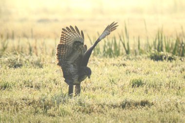 Şahin Buteo buteo yakalamak bir av sırasında sisli bir gün batımı 