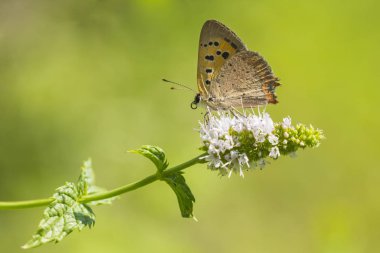 Küçük ya da ortak bakır kelebek lycaena phlaeas portre