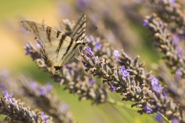 Kırlangıçkuyruğu kelebek (Iphiclides podalirius) kelebek o