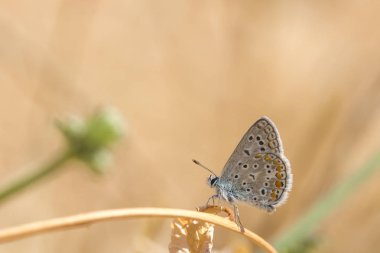 ortak mavi kelebek, polyommatus icarus
