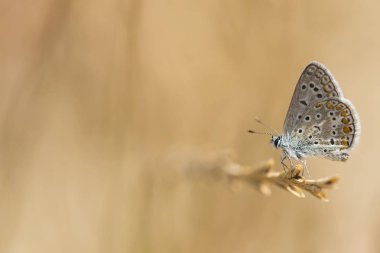 ortak mavi kelebek, polyommatus icarus