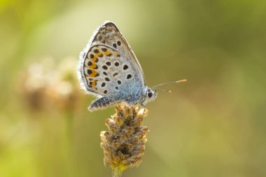  kahverengi argus kelebek, Aricia agestis