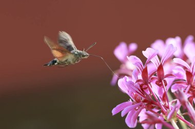 sinek kuşu Şahin-güve Macroglossum stellatarum üzerinde pembe f besleme