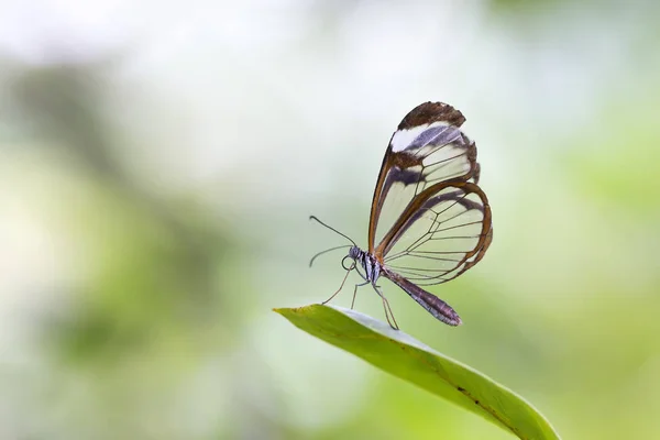 Close up de Greta oto, a borboleta de vidro — Fotografia de Stock