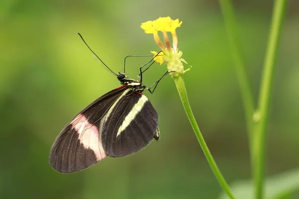 Primer plano de un cartero rojo mariposa tropical Heliconius erato — Foto de Stock