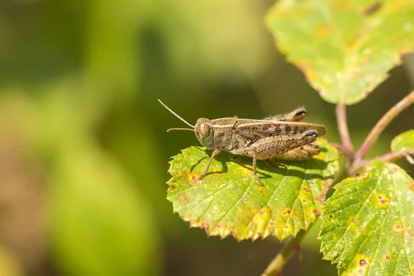 Çayır Çekirgesi - Kortippus Paraleli