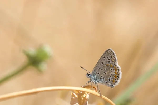 Common Blue butterfly, Polyommatus icarus — Stock Photo, Image