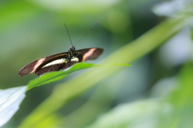Genç alageyik buck, Dama Dama, karanlık bir ormanda yürüyüş