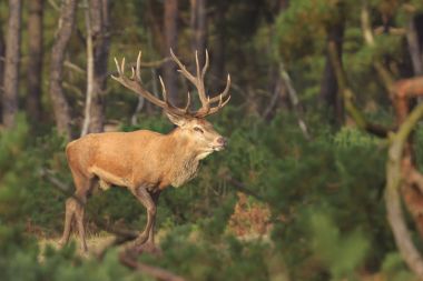 Genç alageyik buck, Dama Dama, karanlık bir ormanda yürüyüş