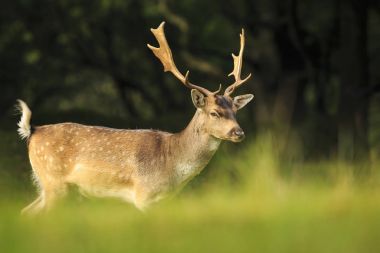 Genç alageyik buck, Dama Dama, karanlık bir ormanda yürüyüş