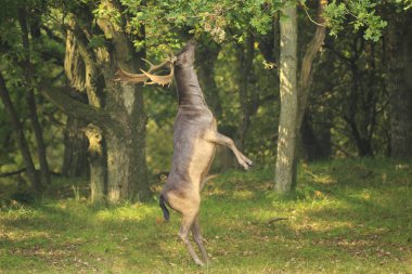 Genç alageyik buck, Dama Dama, karanlık bir ormanda yürüyüş