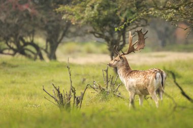 Genç alageyik buck, Dama Dama, karanlık bir ormanda yürüyüş