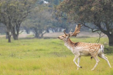 Genç alageyik buck, Dama Dama, karanlık bir ormanda yürüyüş