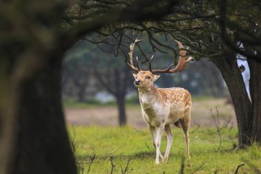 Genç alageyik buck, Dama Dama, karanlık bir ormanda yürüyüş