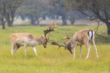 Genç alageyik buck, Dama Dama, karanlık bir ormanda yürüyüş