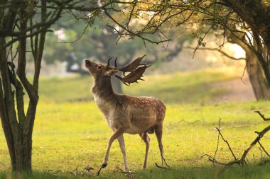 Genç alageyik buck, Dama Dama, karanlık bir ormanda yürüyüş